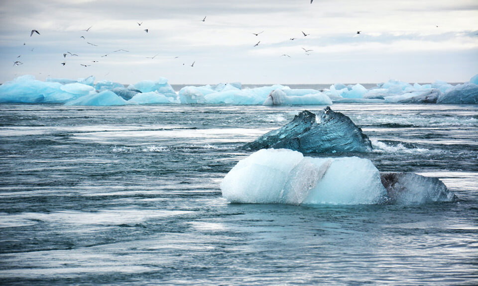 Bild på isflak som flyter i havet med fåglar över sig