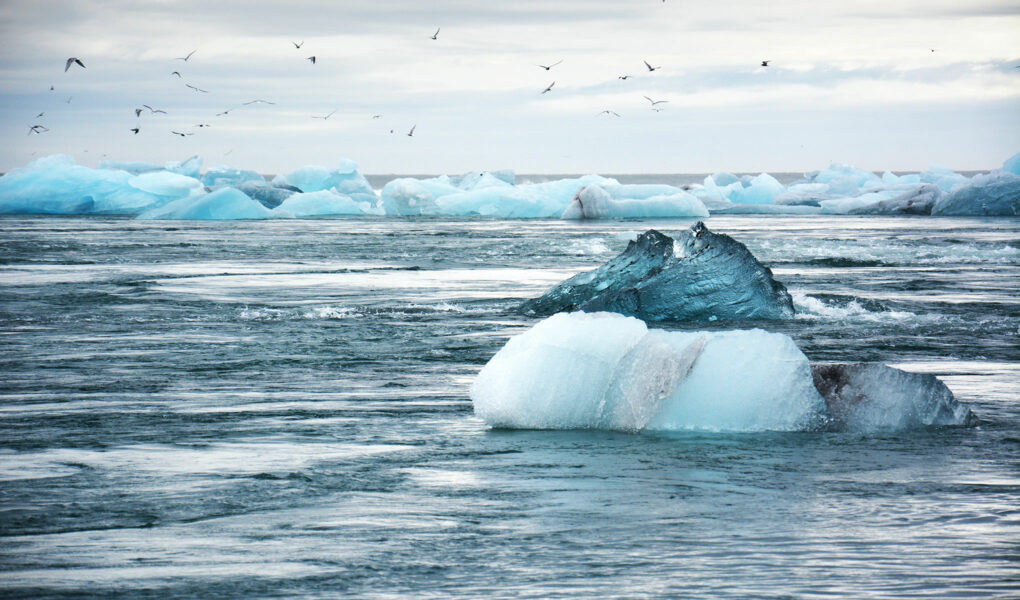 Bild på isflak som flyter i havet med fåglar över sig