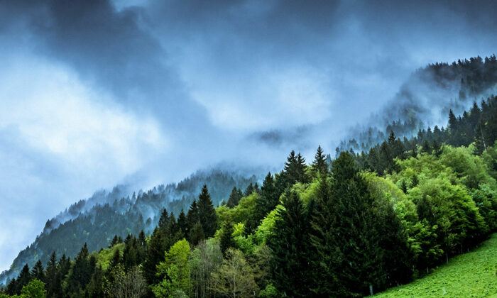 Bild på en grön skog med dimma